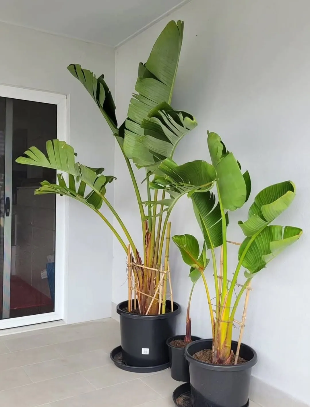 Strelitzia Nicolai (Strelitzia nicolai) — owner-supplied variety photograph