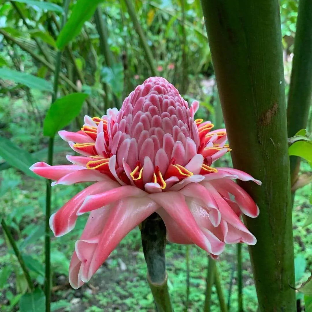 Torch Ginger – Pink (Etlingera elatior — pink form) — owner-supplied variety photograph