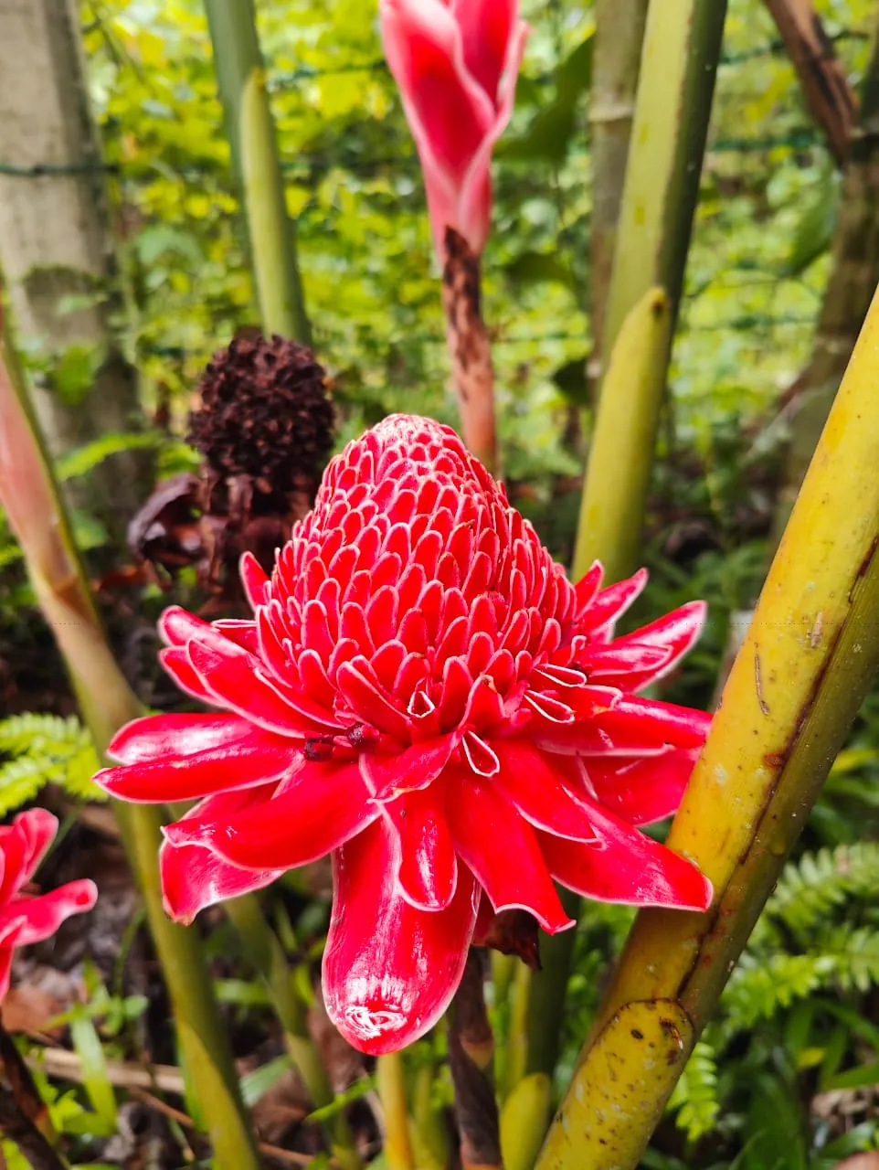 Torch Ginger – Red (Etlingera elatior — red form) — owner-supplied variety photograph