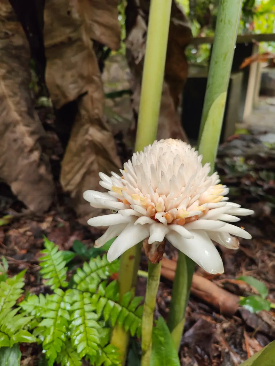 Torch Ginger – White (Etlingera elatior — white form) — owner-supplied variety photograph