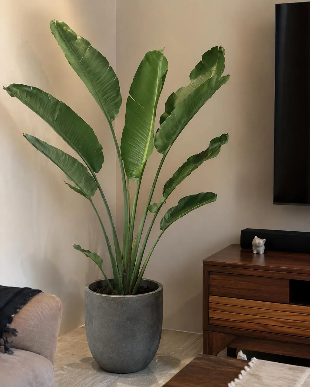 Traveller's Palm (Ravenala madagascariensis) — owner-supplied variety photograph