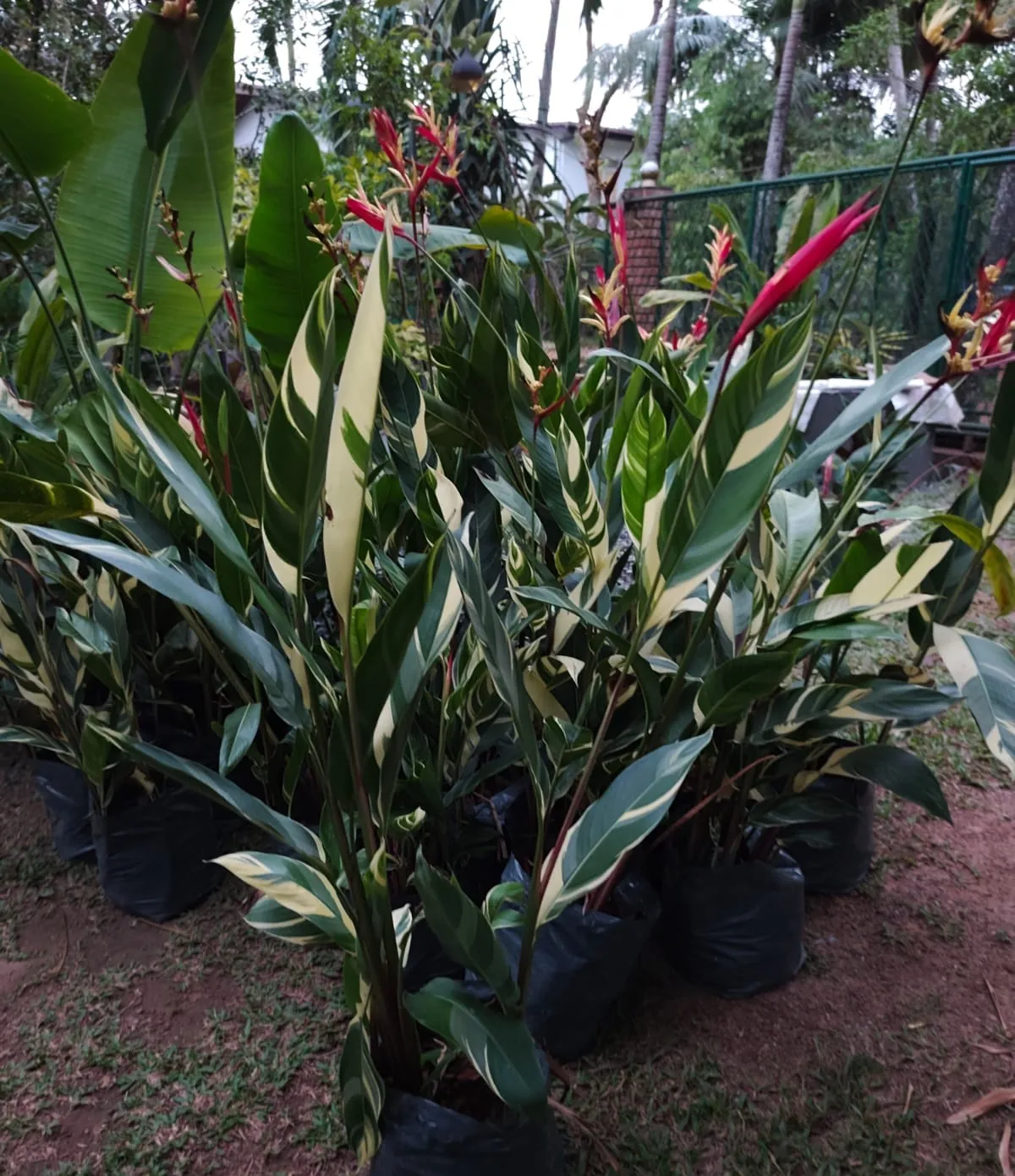 Variegated Heliconia (Heliconia — variegated selection) — owner-supplied variety photograph